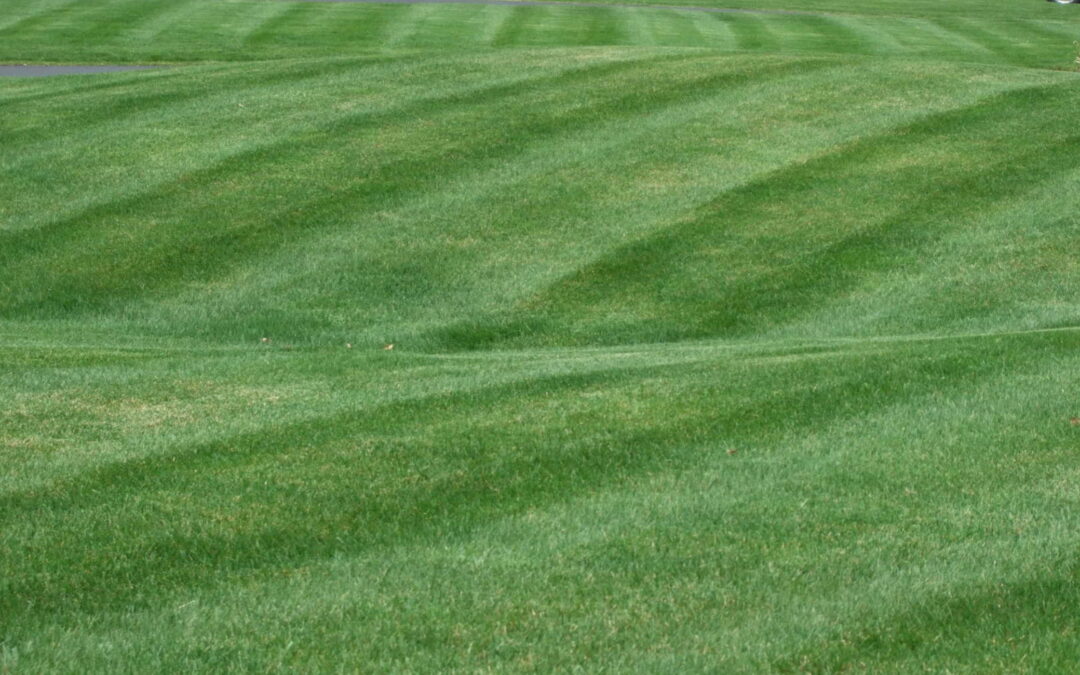Lawn Care