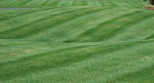 Lawn Care Service in Dearborn MI