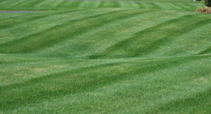 Lawn Care Service in Dearborn MI