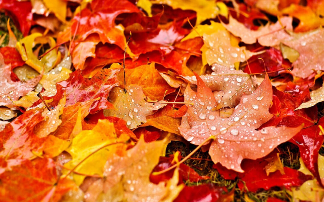 Leaves Should Be Shredded Before Used as Mulch